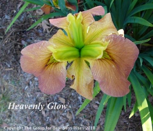 Heavenly Glow 